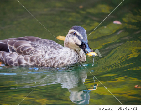 カルガモのクチバシから水滴 カルガモのクチバシから水滴 99542781