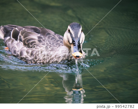 川の水を含んだカルガモ 川の水を含んだカルガモ 99542782