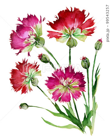 ナデシコの花の水彩イラスト／AI画像のイラスト素材 [99543257] - PIXTA