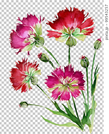 石竹花的水彩插圖/AI圖像 石竹花的水彩插圖/AI圖像 99543257