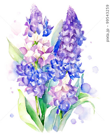ヒヤシンスの花の水彩イラスト／AI画像のイラスト素材 [99543259] - PIXTA