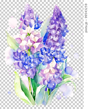 ヒヤシンスの花の水彩イラスト／AI画像 99543259