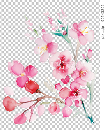 櫻花水彩插圖/AI圖像 99543292