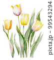 チューリップの花の水彩イラスト／AI画像 99543294