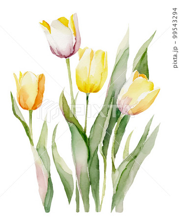 チューリップの花の水彩イラスト/AI画像 チューリップの花の水彩イラスト/AI画像 99543294