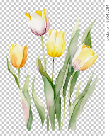 チューリップの花の水彩イラスト/AI画像 チューリップの花の水彩イラスト/AI画像 99543294