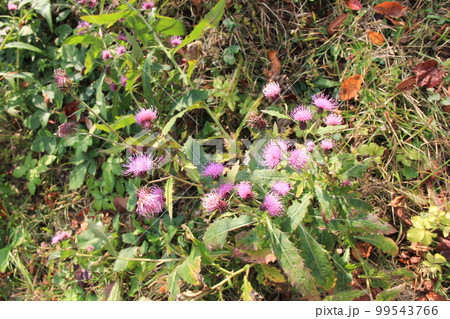 秋の花/紫色の花を咲かせている「ナンブアザミ」 秋の花/紫色の花を咲かせている「ナンブアザミ」 99543766