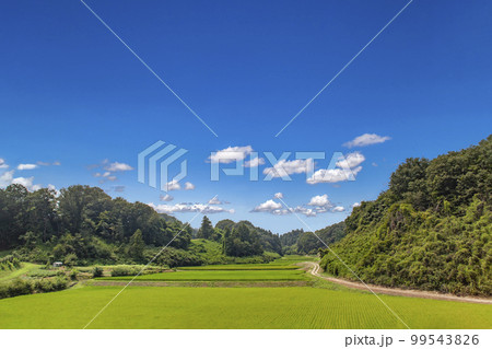 谷間にある稲田の田舎風景。背景素材 谷間にある稲田の田舎風景。背景素材 99543826
