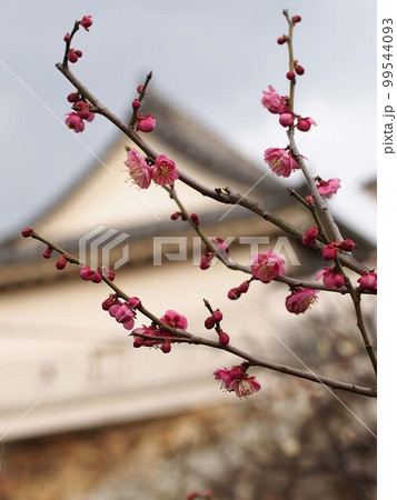 花をつけたウメの枝のクローズアップ(高知城の八重の紅梅) 花をつけたウメの枝のクローズアップ(高知城の八重の紅梅) 99544093