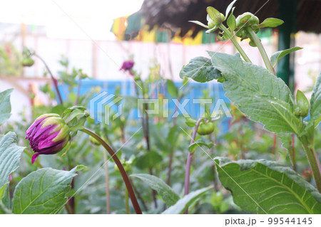 pink colored dahlia flower on farm 99544145