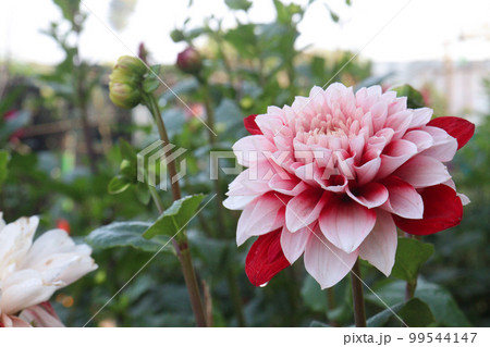 pink colored dahlia flower on farm pink colored dahlia flower on farm 99544147
