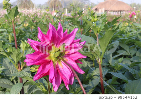 pink colored dahlia flower on farm 99544152
