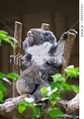 東山動植物園のコアラ（愛知県名古屋市） 99544291
