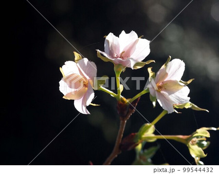秋の日差しを浴びたサクラの花（時季はずれに咲いたソメイヨシノ） 99544432