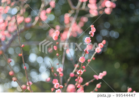陽光の梅の香り 陽光の梅の香り 99544447