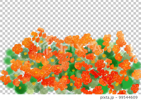 カランコエオレンジ 99544609