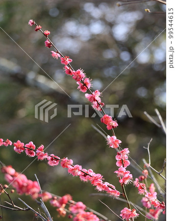 陽光の梅の香り 陽光の梅の香り 99544615