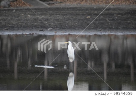公園の池に佇むチュウサギ 公園の池に佇むチュウサギ 99544659