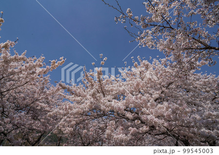 空 桜 快晴 99545003
