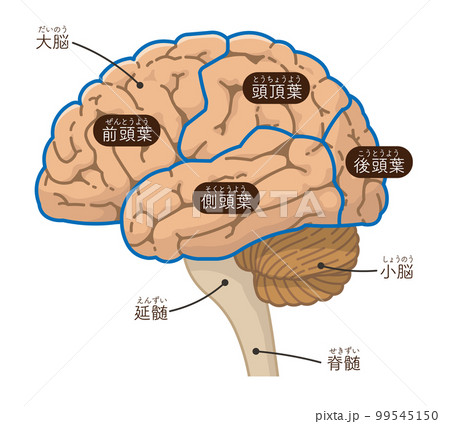 脳、大脳、小脳のイラスト 99545150
