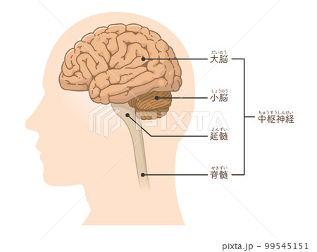脳、大脳、小脳のイラスト 99545151