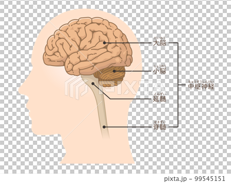 脳、大脳、小脳のイラスト 99545151