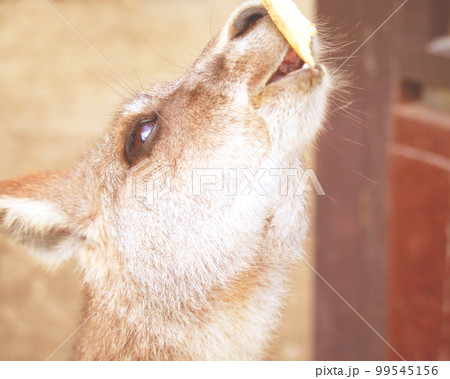 食べるカンガルーさん 99545156