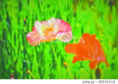 新緑と美しいシャーレーポピー 新緑と美しいシャーレーポピー 99545319