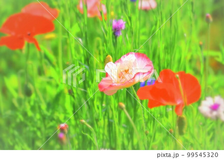新緑と美しいシャーレーポピー 99545320