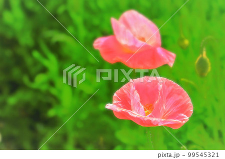 新緑と鮮やかなピンクのシャーレーポピー 99545321