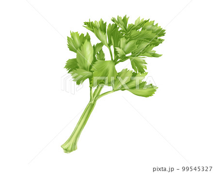 リアルなセロリのイラスト素材（水彩） 99545327