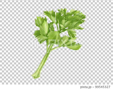 リアルなセロリのイラスト素材（水彩） 99545327