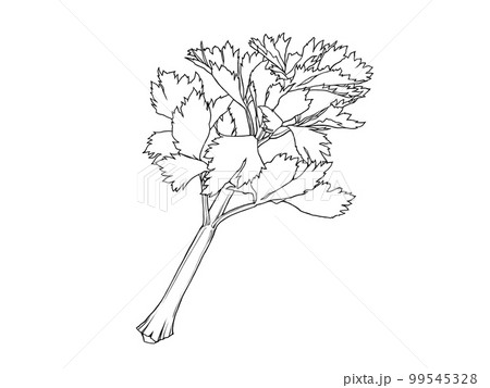 セロリのイラスト素材（線画） 99545328
