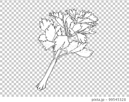 セロリのイラスト素材（線画） 99545328