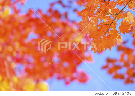 紅葉を見上げる(空バック) 紅葉を見上げる(空バック) 99545406