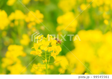 菜の花の蜜を吸う蜜蜂 菜の花の蜜を吸う蜜蜂 99545561
