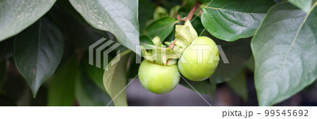 Green cherry plum or apple on branch in garden Green cherry plum or apple on branch in garden 99545692