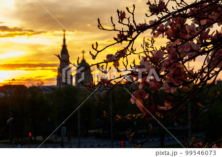 Pink blooming magnolia branches against Annunciation cathedral at sunset in Kharkov, Ukraine 99546073