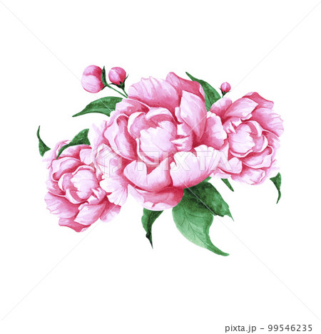 Handdrawn Watercolor pink peony flowers and buds bouquet with green leaves on the white background. Scrapbook design, typography poster, label, banner, post card. 99546235