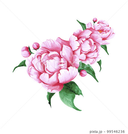 Handdrawn Watercolor pink peony flowers and buds bouquet with green leaves on the white background. Scrapbook design, typography poster, label, banner, post card. 99546236