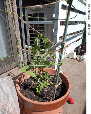 ベランダ菜園のスナックエンドウの苗 ベランダ菜園のスナックエンドウの苗 99546748