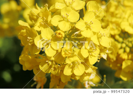 菜の花は春の柔らかい日差しの中で満開に、その黄色い花もまた優しい黄色で見る人を和やかに 菜の花は春の柔らかい日差しの中で満開に、その黄色い花もまた優しい黄色で見る人を和やかに 99547320