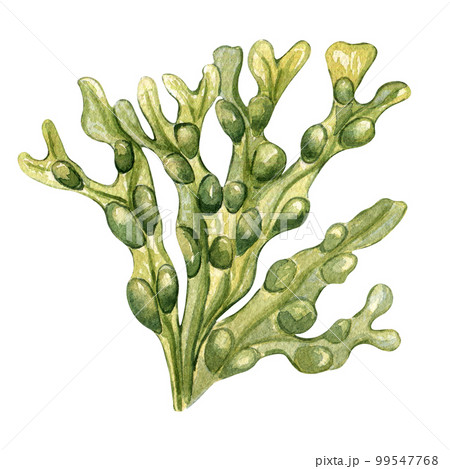 Green sea plant watercolor illustration isolated on white background. 99547768
