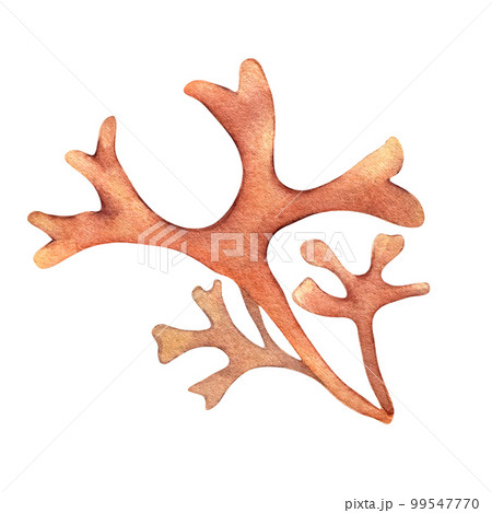Sea plant rhodymenia watercolor illustration isolated on white background. 99547770