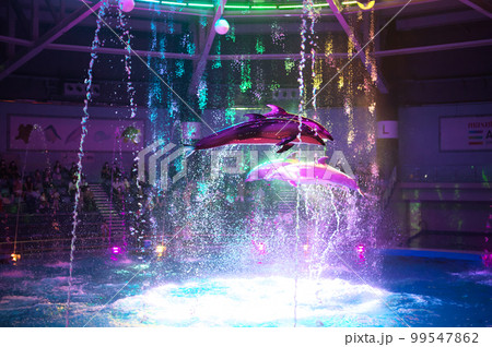 マクセルアクアパーク品川水族館のナイトイルカショー 99547862