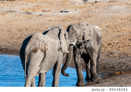 Two Male African Elephants Challenging Each Other 99548283
