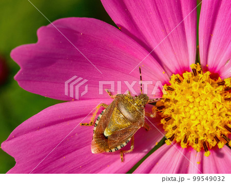 ピンクのコスモスと茶色いカメムシ 99549032