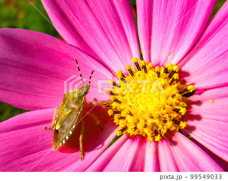 ピンクのコスモスと茶色いカメムシ 99549033