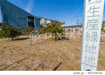 生産緑地のミカン畑 99549036