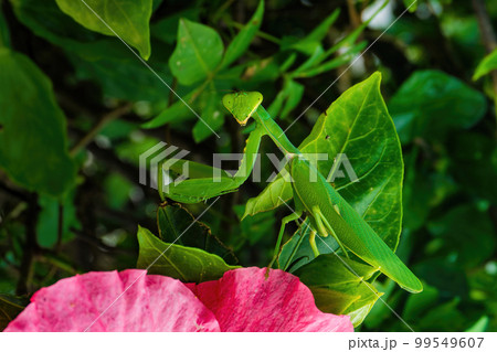 赤い花の上で身構えるハバヒロカマキリ 99549607